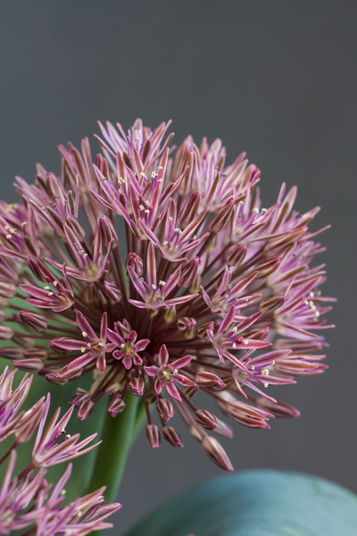 Allium nevskianum (Exhibitor: Cecilia Coller)