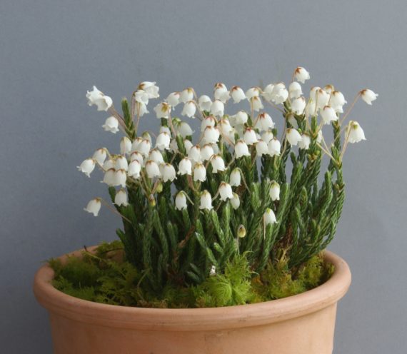 Cassiope 'Askival Snow Wreath' (Exhibitor: Fionnuala Broughan)