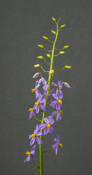 Cyanella hyacinthoides (Exhibitor: George Elder)