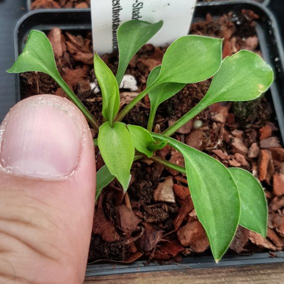 thumb and tiny hosta leaves