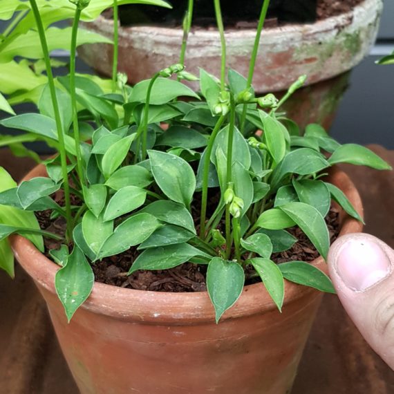 miniature hosta variety grown in pot