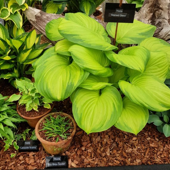 group of miniature hostas under a large leaved plant