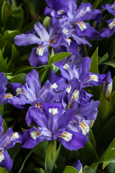 Iris cristata x. lacustris (Exhibitor: Anne Vale)