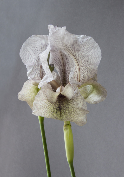 Iris gatesii (Grown by Robin White)