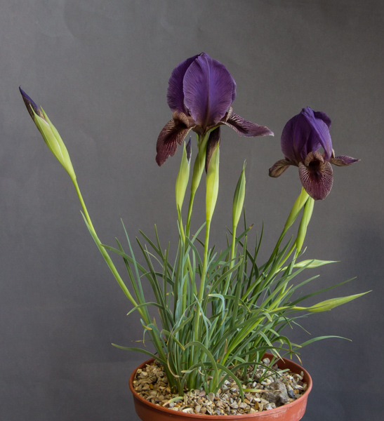 Iris paradoxa subsp. paradoxa x. acutiloba subsp. lineolata (Exhibitor: Michael Sullivan)