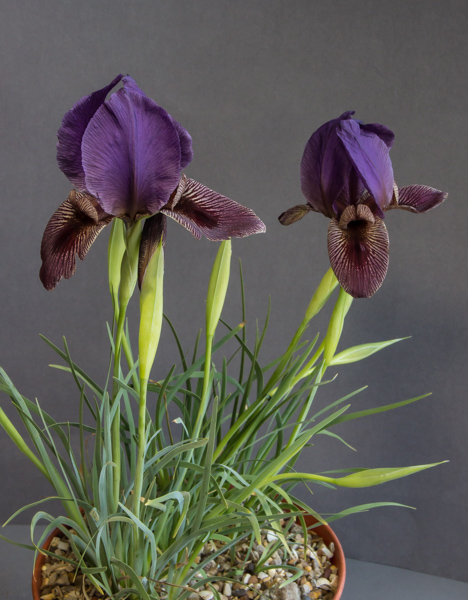 Iris paradoxa subsp. paradoxa x. acutiloba subsp. lineolata (Exhibitor: Michael Sullivan)