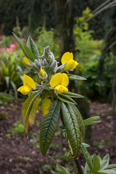 Piptanthus nepalense