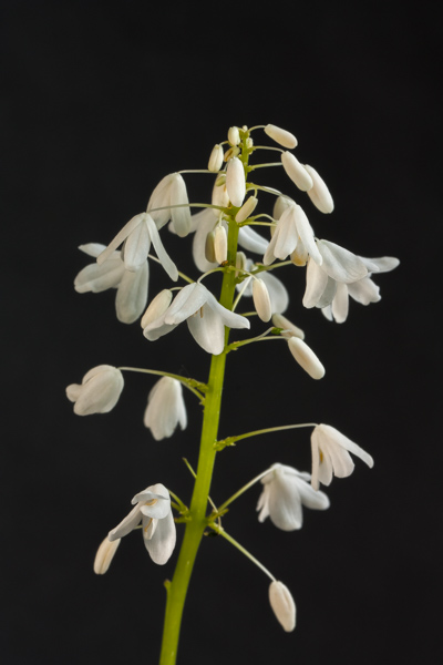 Pteridophyllum racemosum (Exhibitor: Anne Vale)