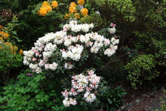 Rhododendron 'Dusty Miller'