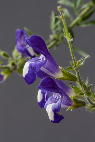 Salvia albimaculata (Exhibitor: Dot Sample)