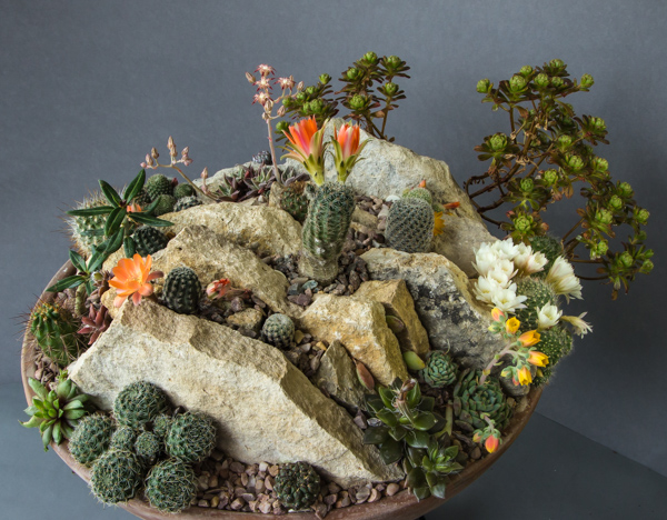 Cactus garden (Exhibitor: Jon Evans)