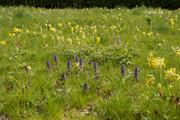 Cowlsips and bugle in the alpine meadow