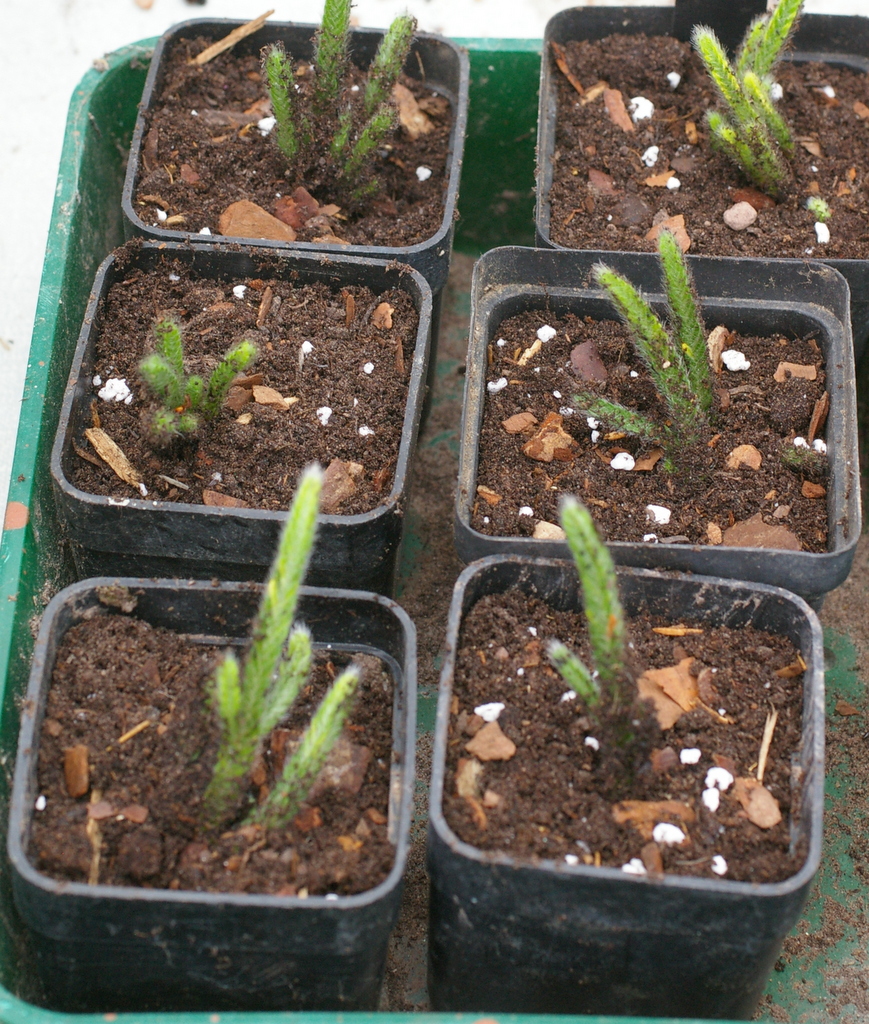 Potted suckers of Cassiope wardii