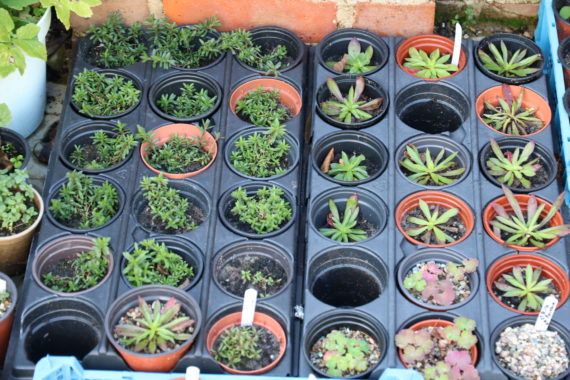 Seedlings growing in trays