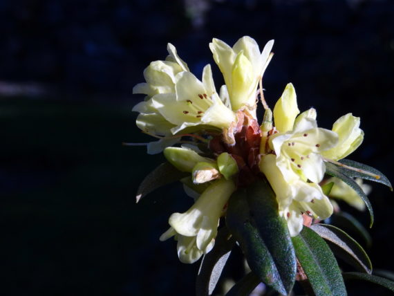 Rhododendron 'Yellow Hammer'