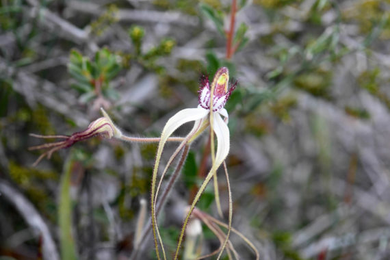 Caladenia longicaudis