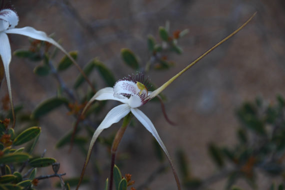 Caladenia species