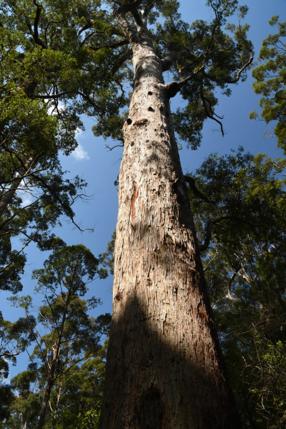 'The Giant Tingle' (Eucalyptus jacksonii)