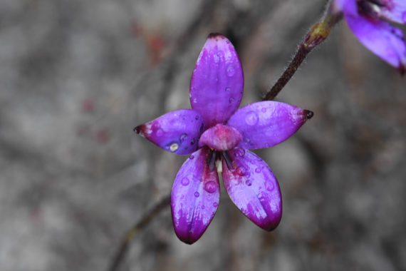 Elythranthera sp. (Enamel Orchid)