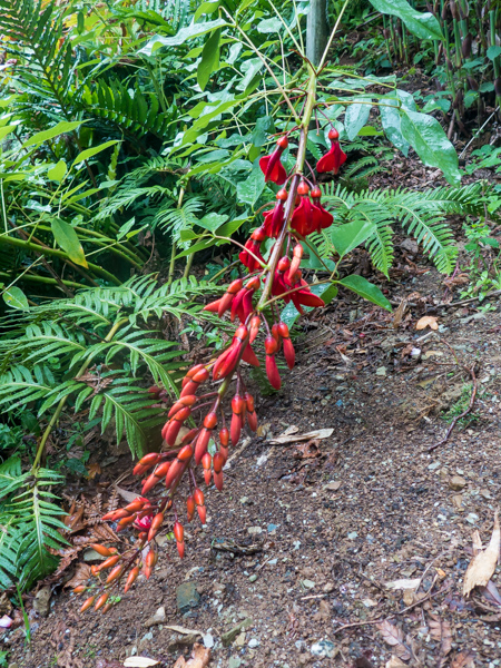 unknown red flower in Wildside Nursery garden