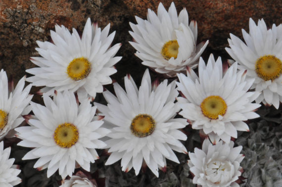 Helichrysum milfordiae