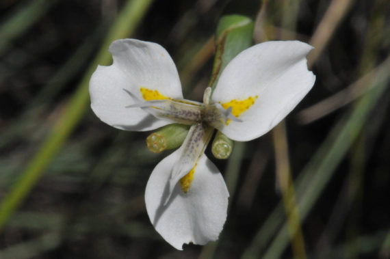 Moraea albicuspa