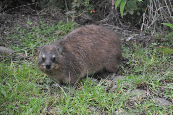Hyrax - a mammal closely related to elephants