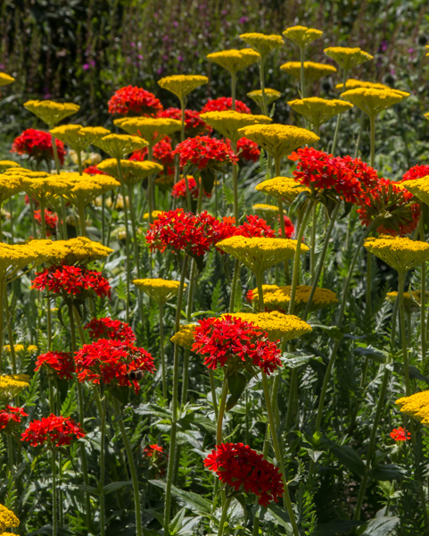 Lychnis chalcedonica & Achillea at RHS Hyde Hall