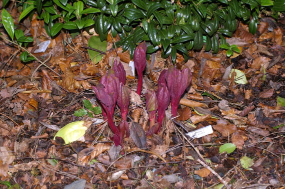 Paeonia ruprechtiana emerging shoots