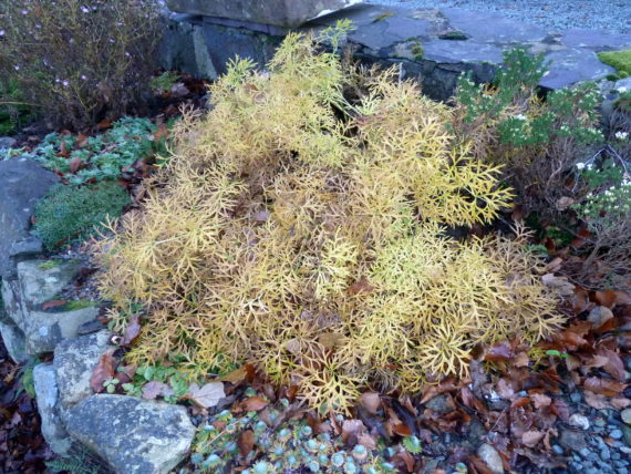 Pulsatilla vulgaris autumn foliage