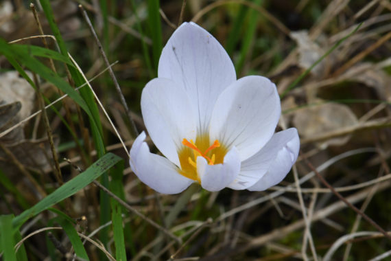 Crocus robertianus at its most southerly site in Greece in an oak wood near Nafpaktos.