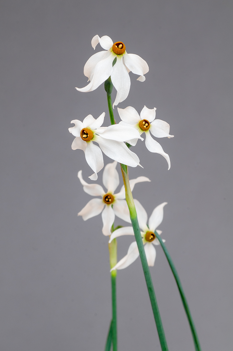 Narcissus elegans (Exh: Bob and Rannveig Wallis)