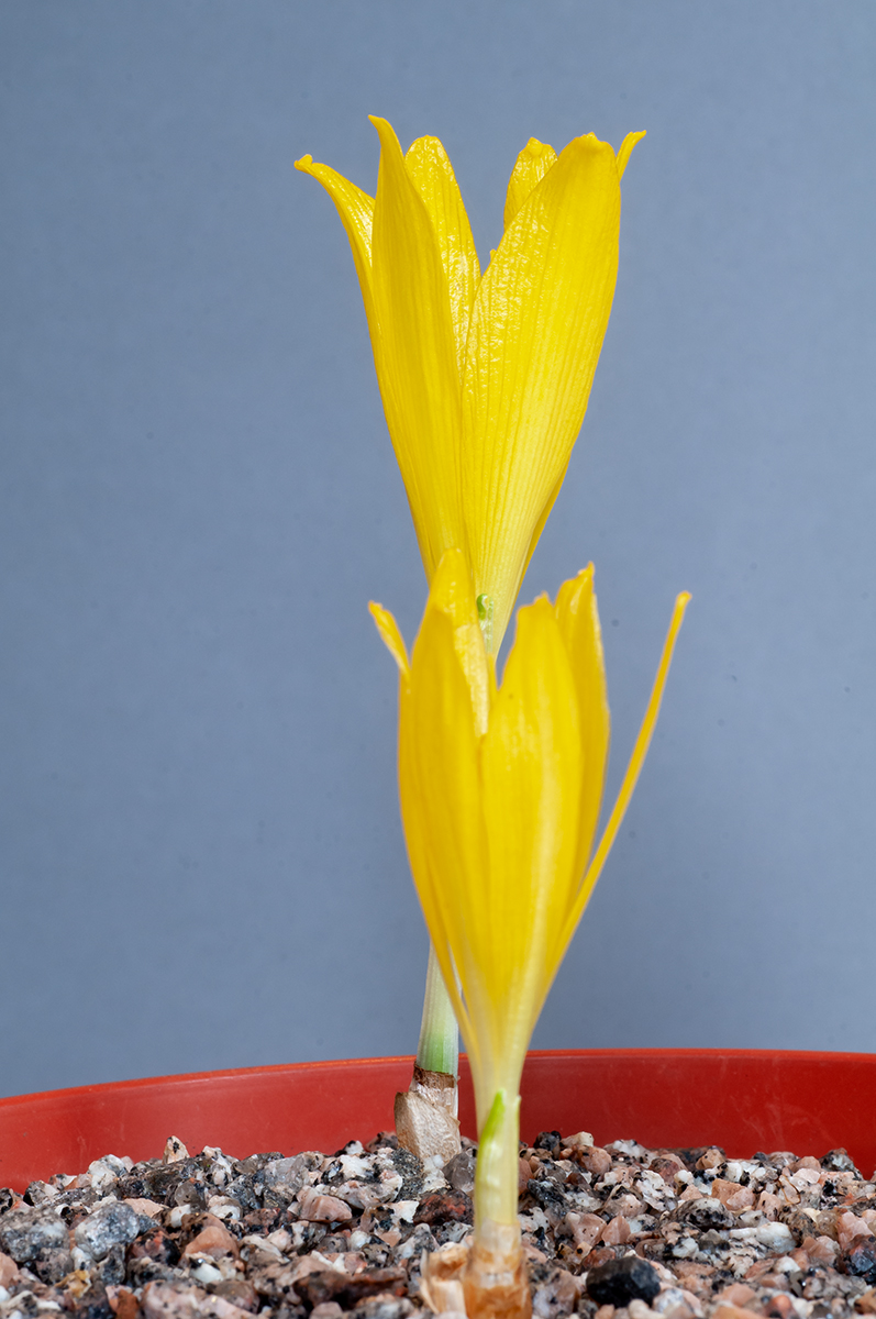 Sternbergia clusiana (Exh: Dave Riley)