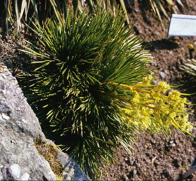 Aciphylla lecomtei