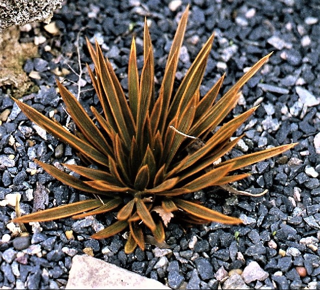 Aciphylla simplex
