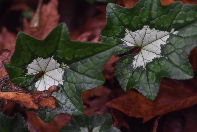Cyclamen hederifolium leaves