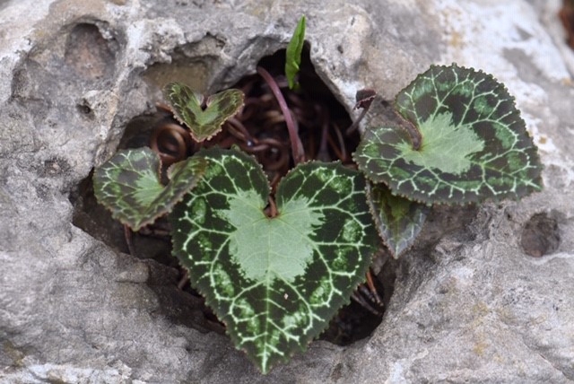 Cyclamen leaf forms