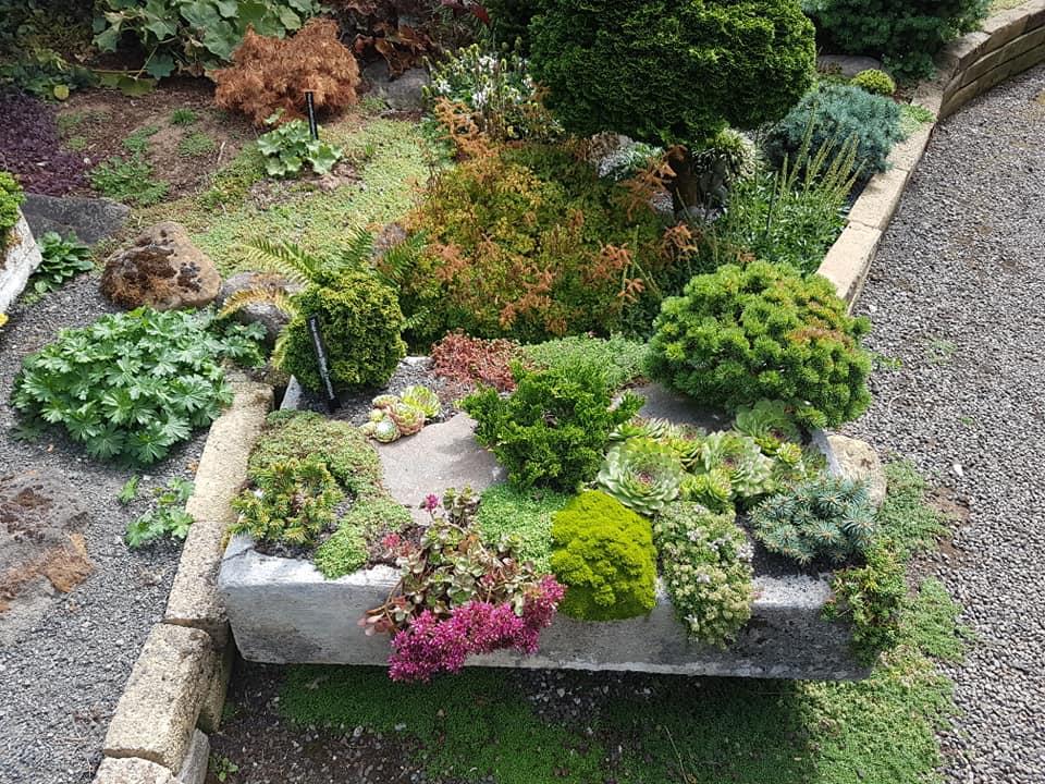 Densely planted troughs with true dwarf conifers and alpines
