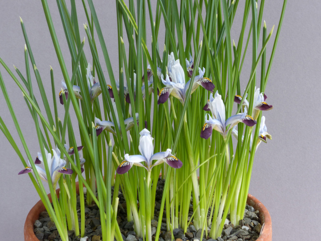 Iris avromanica