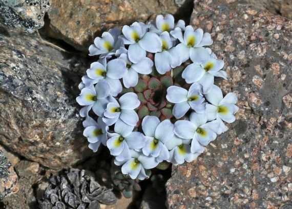 Viola sacculus at Cerro La Hoya (Bariloche)