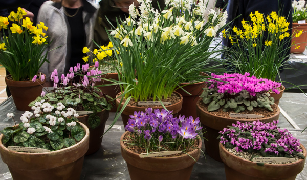 Early Spring Flower Show - Alpine Garden Society