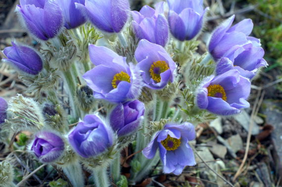 Pasque flower, Pulsatilla 'Budapest Seedling', close-up