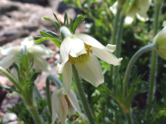 Pasque flower, Pulsatilla alba (syn. scherfelii) close-up