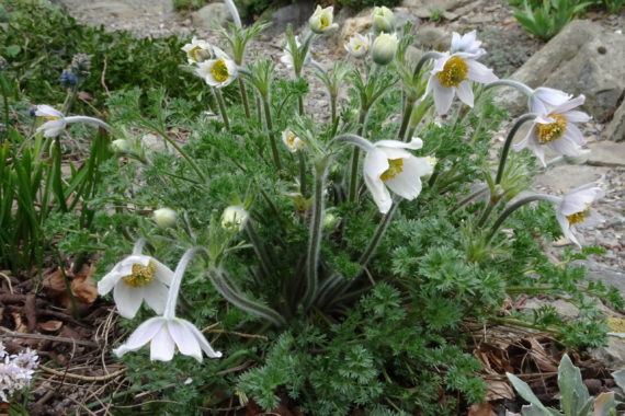 Pasque flower, Pulsatilla georgica