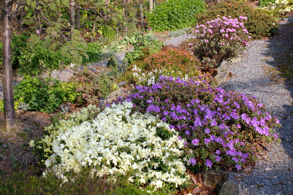 Rhododendron Choices For Small Gardens Alpine Garden Society