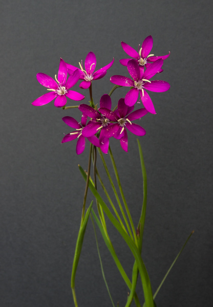 This photo captures the whole plant - flowers and foliage. The featured plant is Hesperantha oligantha.