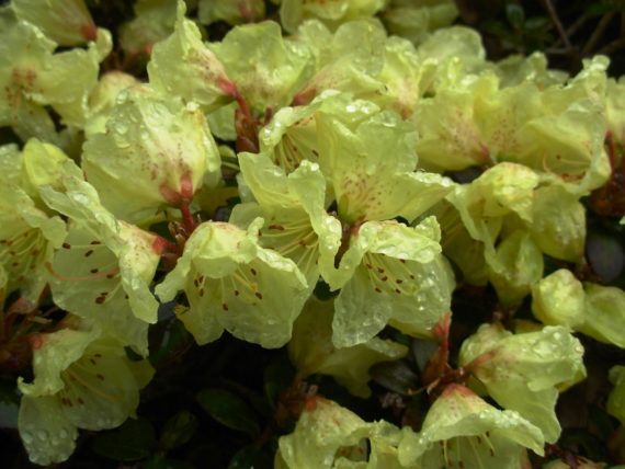 Rhododendron 'Wren'