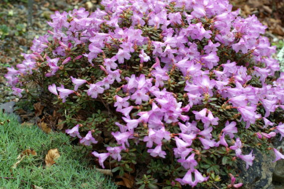Rhododendron uniflorum var. imperator