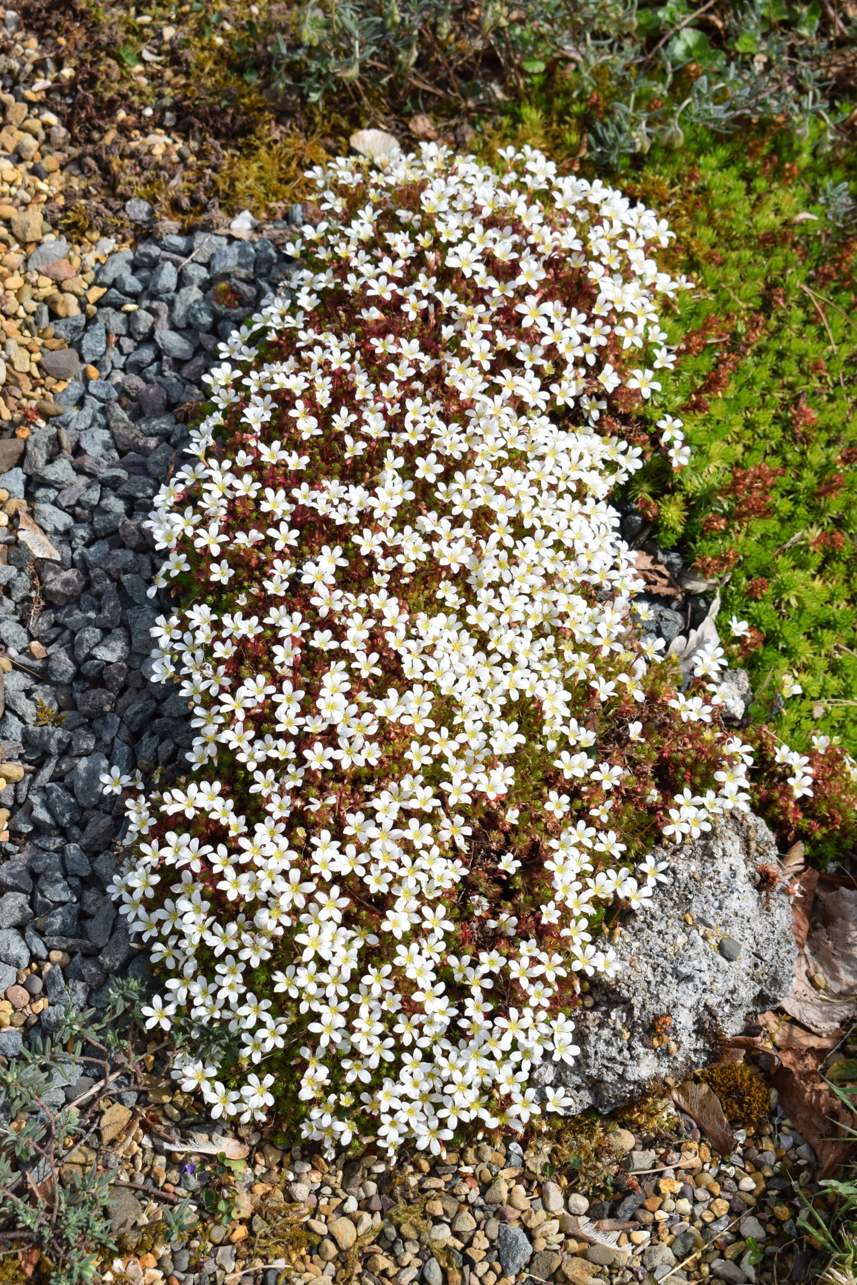 all about mossy saxifrages - alpine garden society
