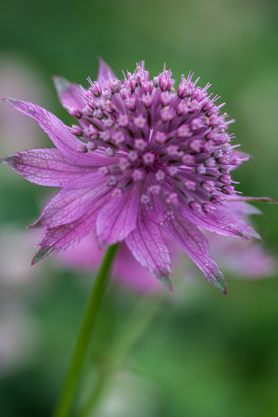 Astrantia photograph - front flower out of focus